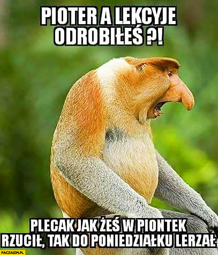 Nosacz Memy Paczaizm pl Memy Polityczne mieszne Obrazki Dowcipy Nosacz Memy Paczaizm pl Memy Polityczne mieszne Obrazki Dowcipy