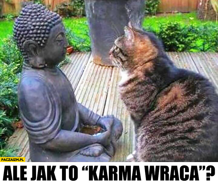 Ale jak to karma wraca? Kot rozmawia z rzeźbą posągiem buddy