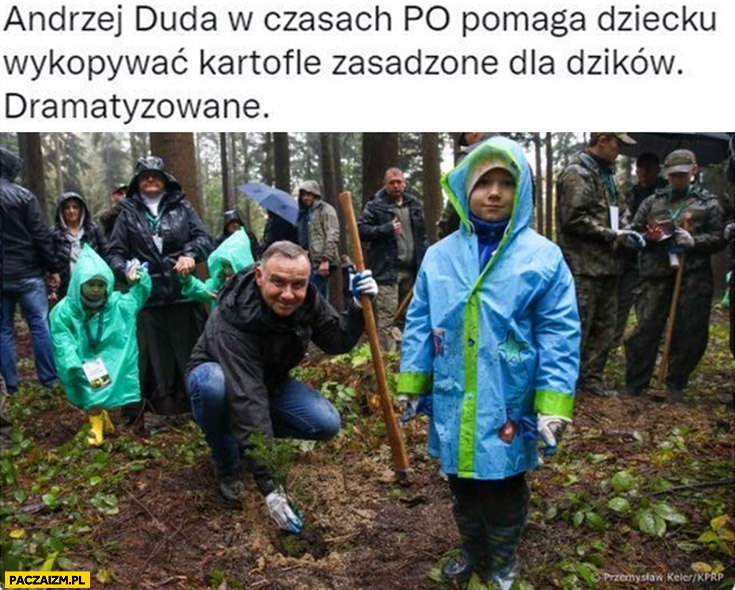 Andrzej Duda w czasach po pomaga dziecku wykopywać kartofle zasadzone dla dzików dramatyzowane