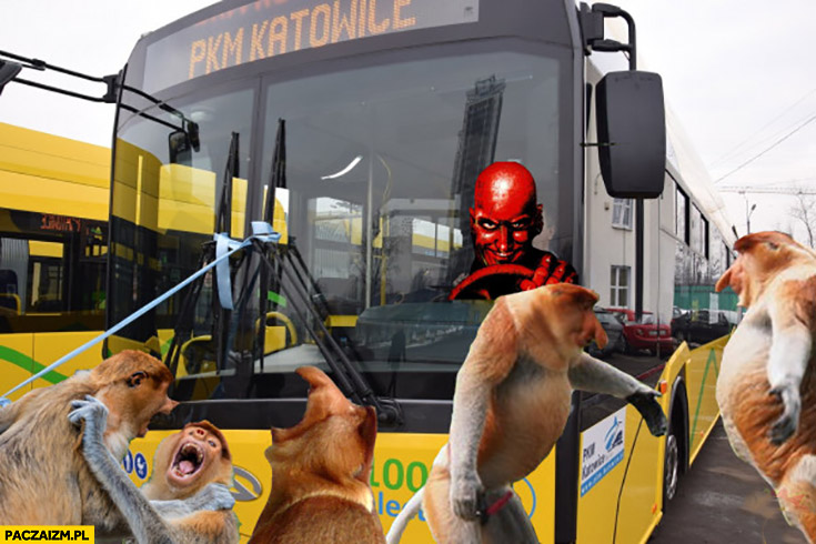 Autobus Katowice Carmageddon Polacy małpy nosacze patologia