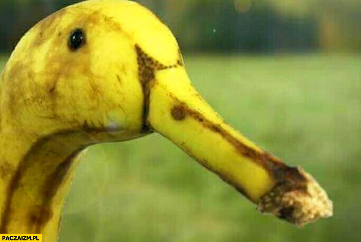 Banan wyglądający jak kaczka