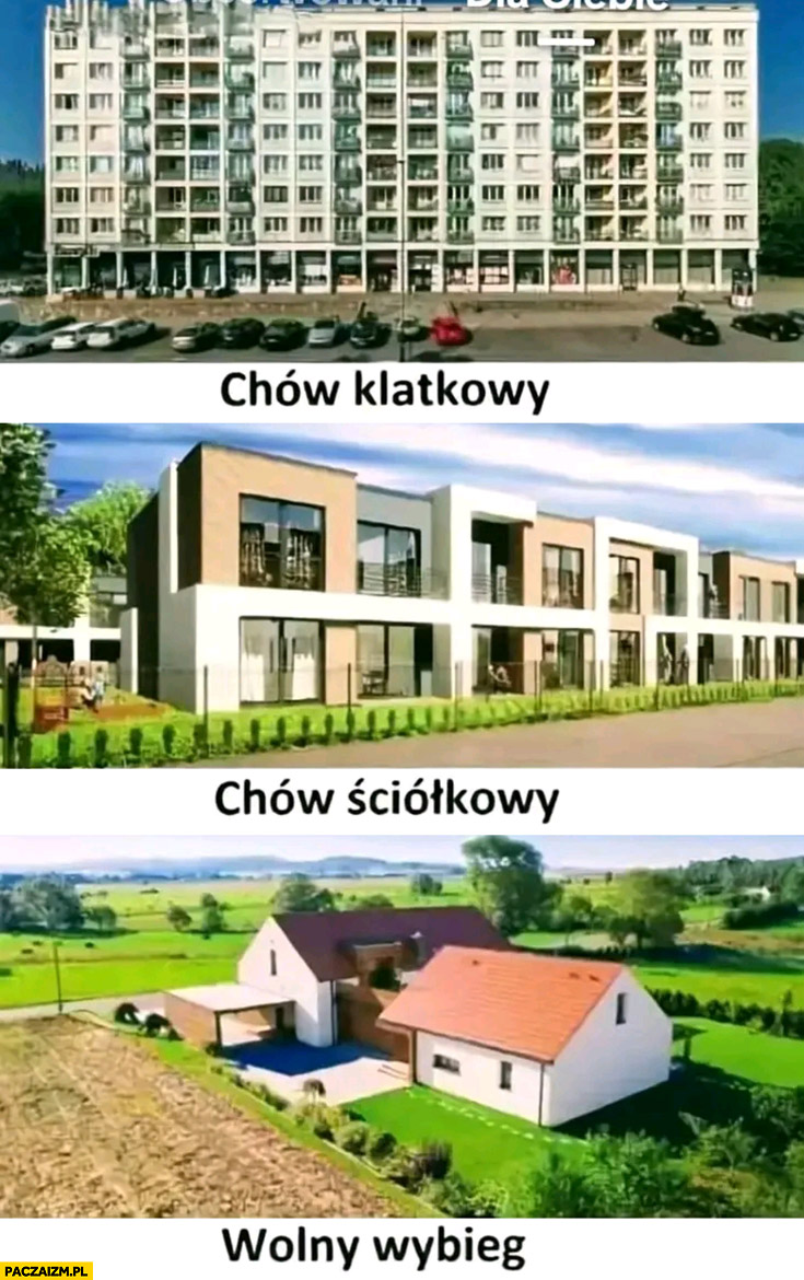 Blok chów klatkowy, szeregowce chów ściółkowy, dom wolny wybieg