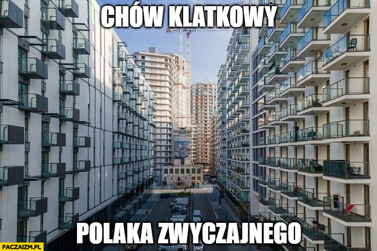 Chów klatkowy polaka zwyczajnego Warszawa Bliska wola