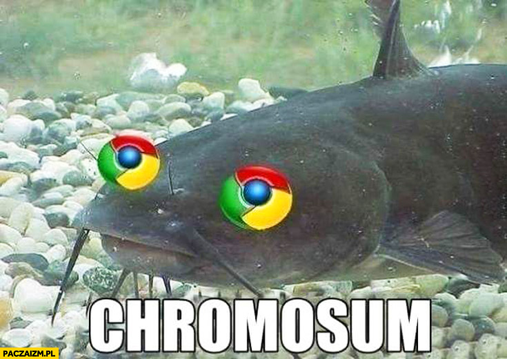 Chromosum Google Chrome sum ryba