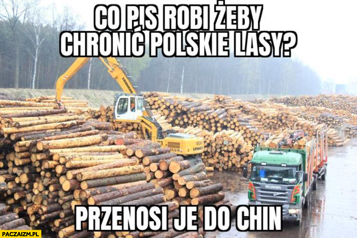 Co PiS robi żeby chronić polskie lasy? Przenosi je do Chin wycinka drzew