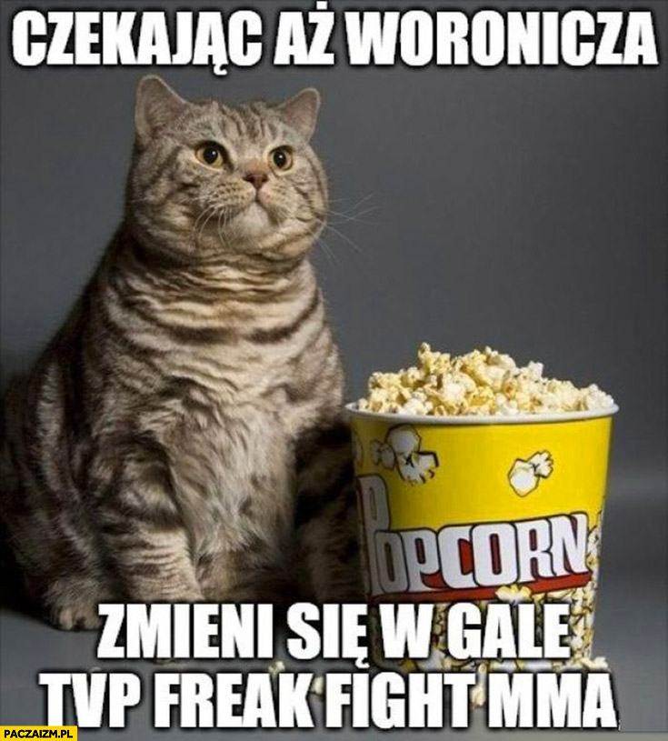 Czekając aż Woronicza zmieni się w galę TVP freak fight MMA kot z popcornem