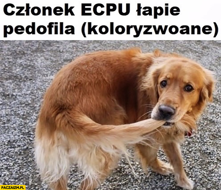 Członek ECPU łapie pedofila koloryzowane pies łapie się za ogon