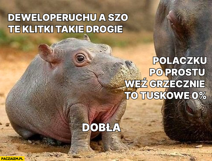 Deweloperuchu a szo te klitki takie drogie? Polaczku po prostu weź grzecznie Tuskowe 0% procent, dobra