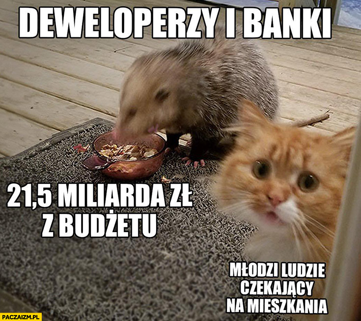 Deweloperzy i banki dostają 21 miliardów zł z budżetu, młodzi ludzie czekający na mieszkania smutny kotek