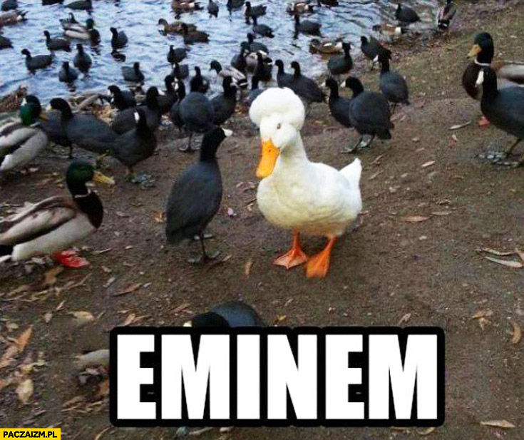 Eminem biała kaczka wśród czarnych kaczek