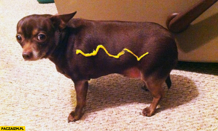 Hotdog trollowanie psa sos musztarda