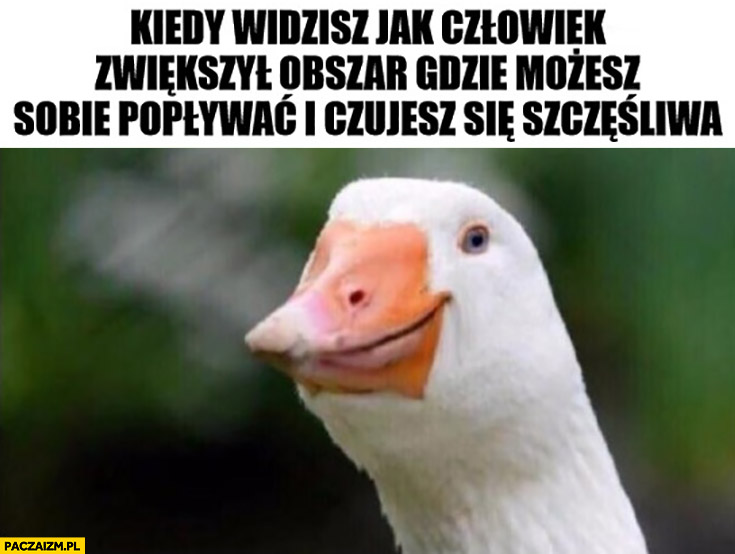 Kaczka kiedy widzisz jak człowiek zwiększył obszar gdzie możesz sobie popływać i czujesz się szczęśliwa