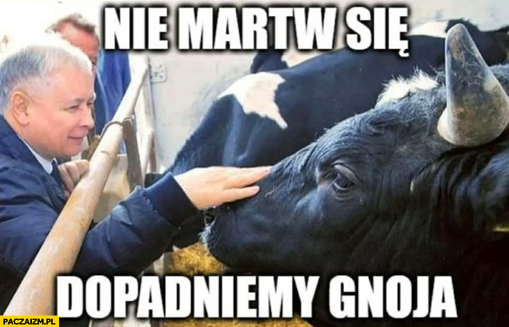 Kaczyński krowa nie martw się dopadniemy gnoja