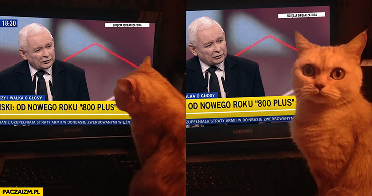 Kaczyński ogłasza 800 plus kot ogląda zdziwiony Andrzej to jebnie