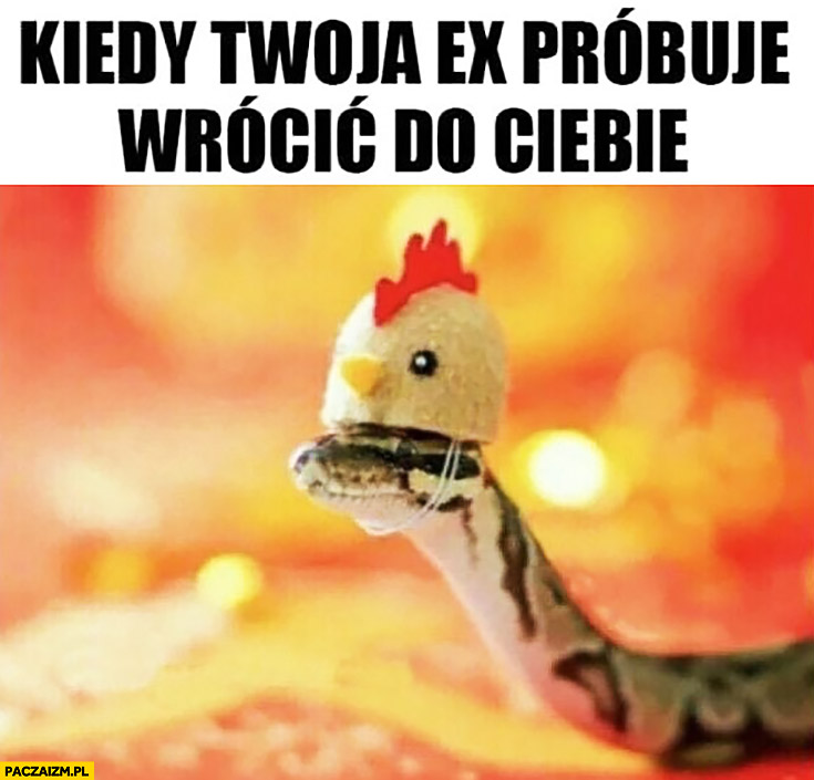 Kiedy twoja ex próbuje wrócić do Ciebie wąż z czapką kurczaczka kogucika kury