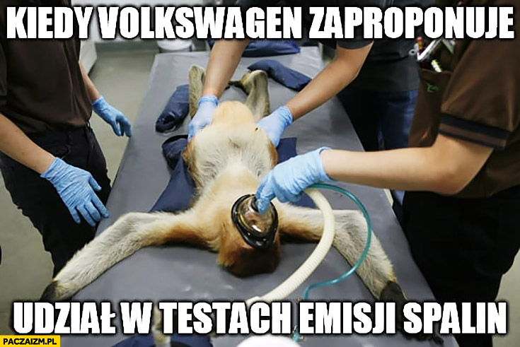 Kiedy Volkswagen zaproponuje udział w testach emisji spalin typowy Polak nosacz małpa leży maska gazowa
