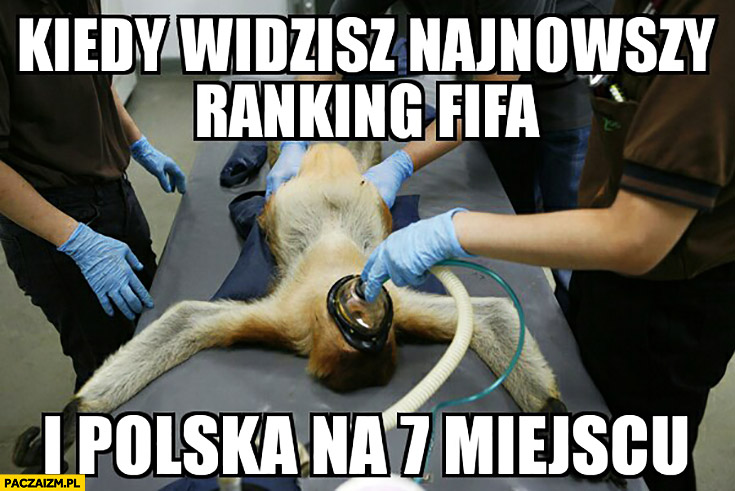 Kiedy widzisz najnowszy ranking FIFA i Polska jest na 7. miejscu typowy Polak nosacz