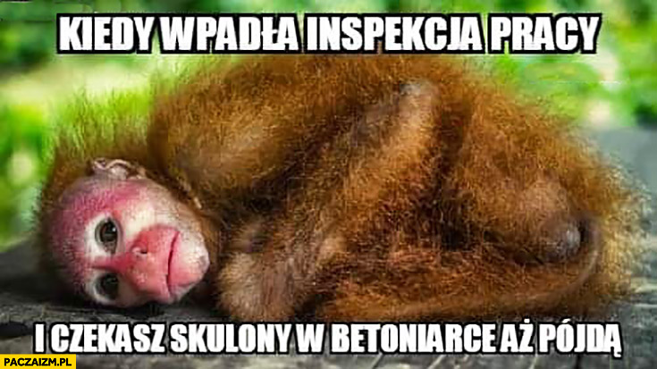 Kiedy wpadła inspekcja pracy i czekasz skulony w betoniarce aż pójdą małpa Ukrainiec