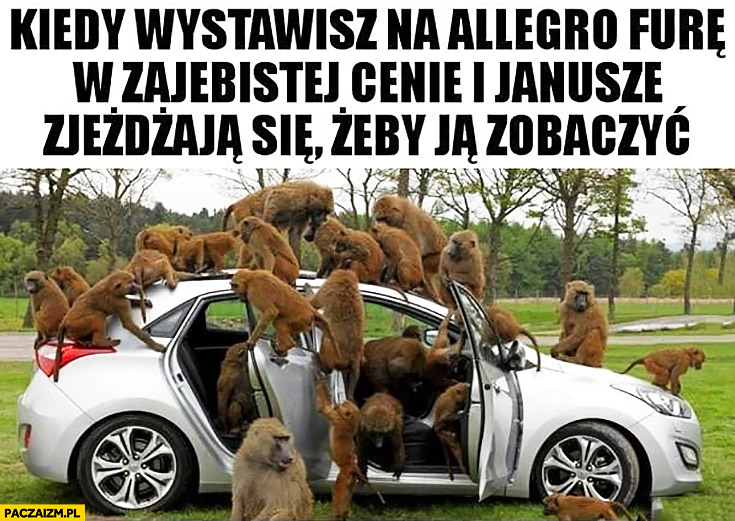 Kiedy wystawiasz na allegro furę w super cenie i Janusze zjeżdżają się żeby ją zobaczyć małpy na samochodzie