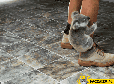 Koala przylepas