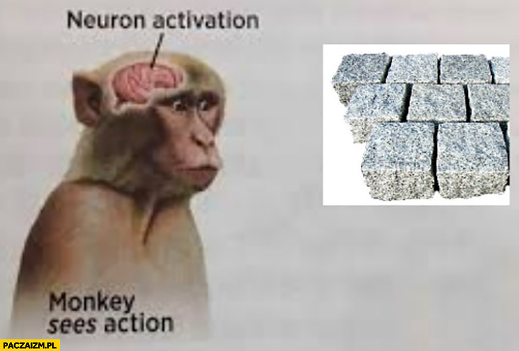Kostka brukowa monkey sees action, neuron activation
