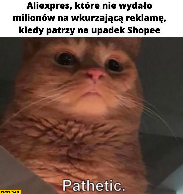 Kot aliexpress które nie wydało milionów na wkurzająca reklamę kiedy patrzy na upadek Shopee pathetic żałosne