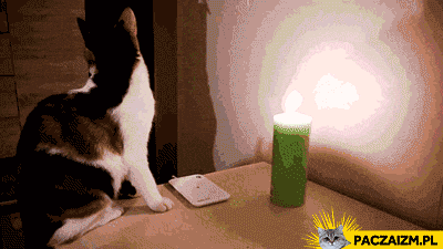 Kot gasi świeczkę