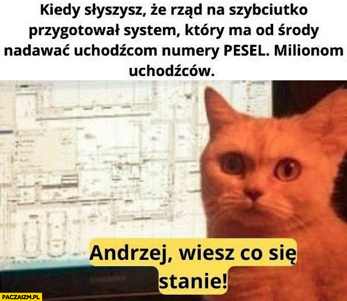 Kot kiedy słyszysz, że rząd na szybko opracował system nadający numery PESEL milionom uchodźców Andrzej to jebnie