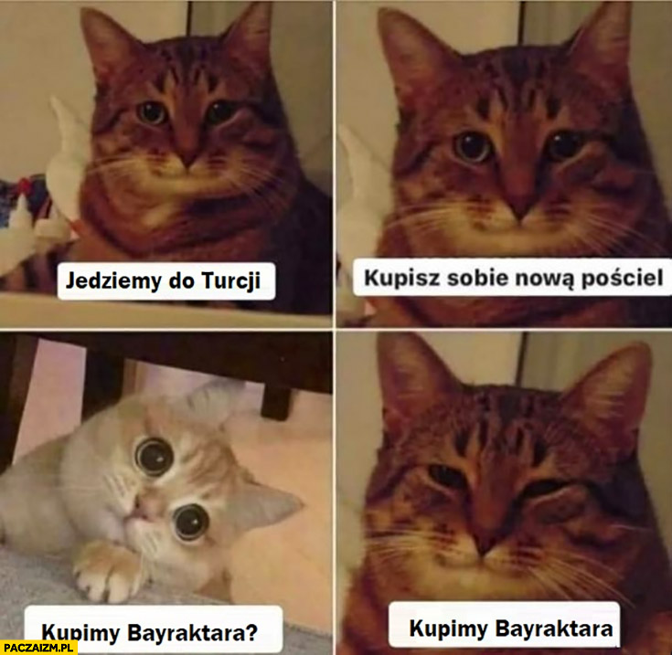 Kot koty jedziemy do Turcji kupisz sobie nowa pościel, kupimy Bayraktara? Kupimy