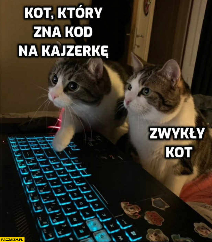 Kot który zna kod na kajzerkę vs zwykły kot
