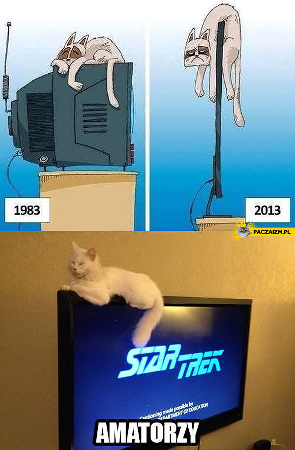 Kot na telewizorze
