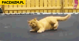 Kot na trampolinie batucie