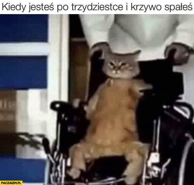 Kot na wózku inwalidzkim kiedy jesteś po trzydziestce i krzywo spałeś