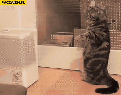 Kot nawilżacz powietrza