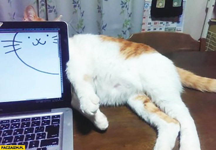 Kot patrzący przez komputer dorysowana głowa