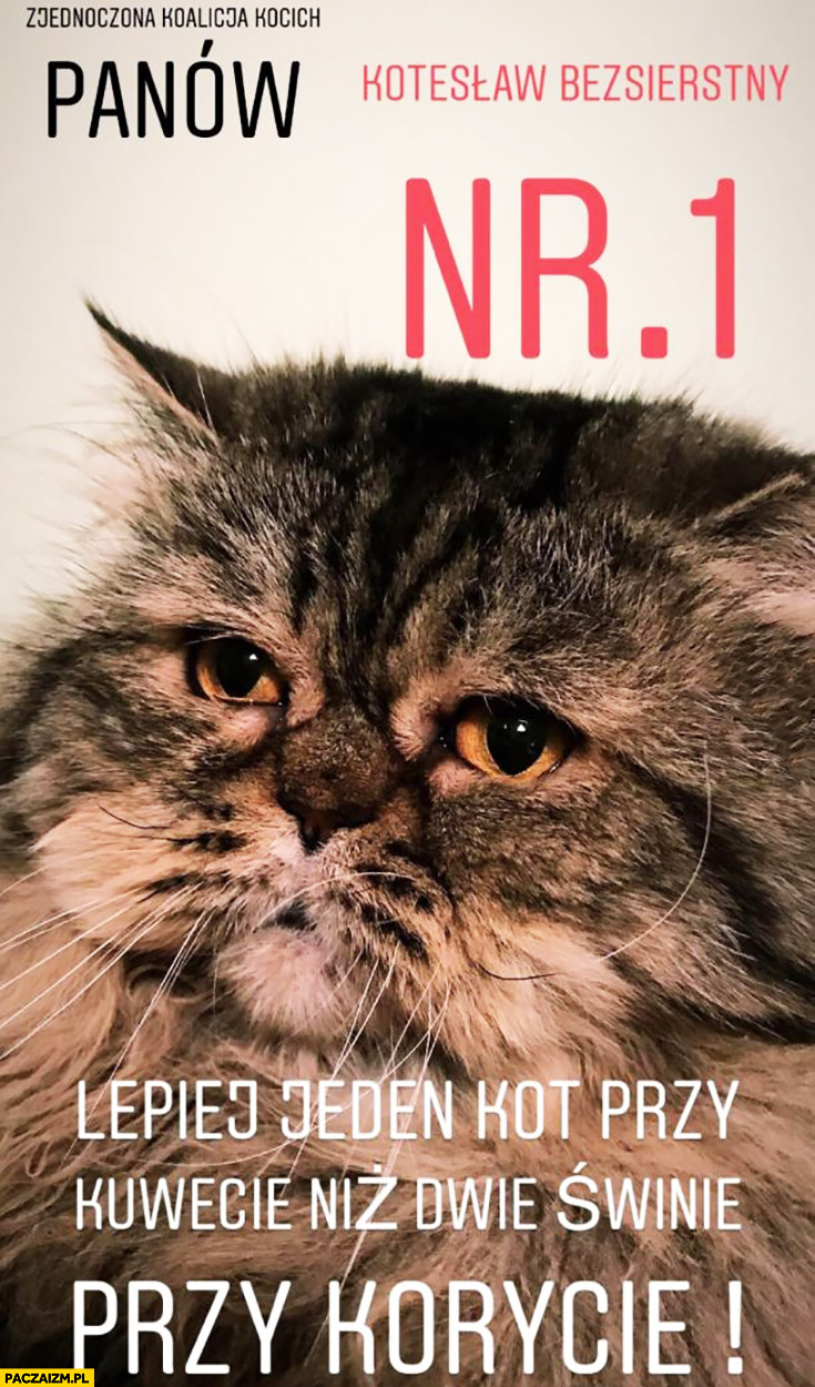 Kot plakat wyborczy Kotesław Bezsierstny zjednoczona koalicja kocich panów lepiej jeden kot przy kuwecie niż dwie świnie przy korycie