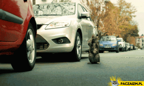 Kot pomagający w parkowaniu