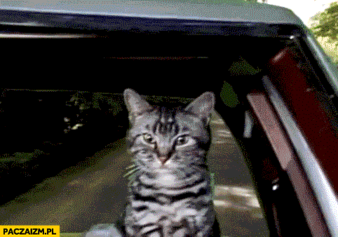 Kot prowadzi auto ogórek w lusterku spada ze skarpy animacja gif