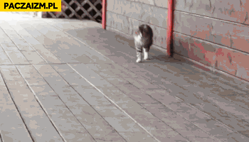 Kot śmiesznie idzie