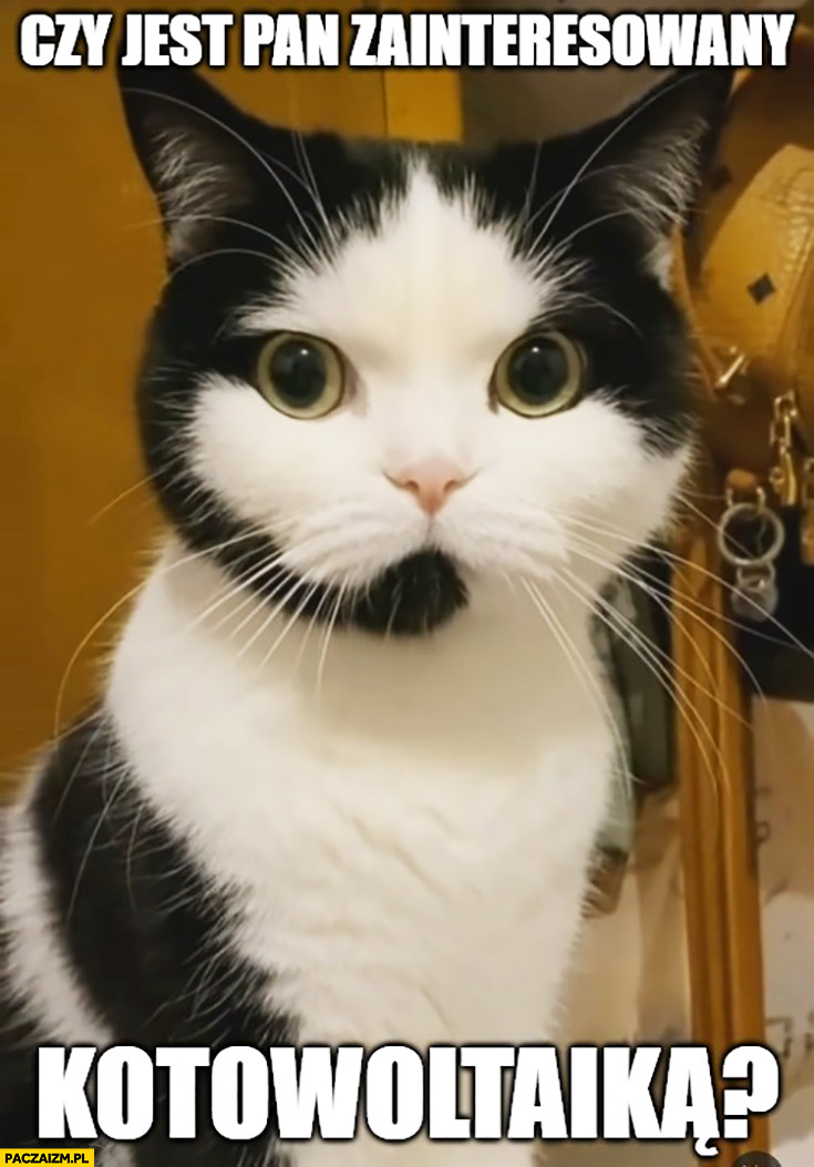 Kot telemarketer czy jest pan zainteresowany kotowoltaiką słuchawka