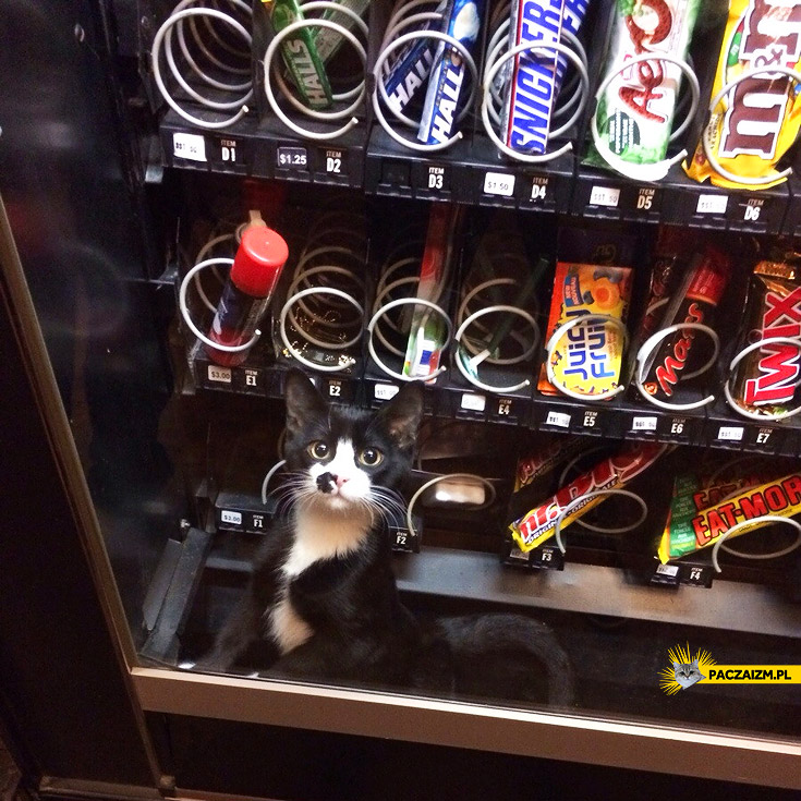 Kot w automacie