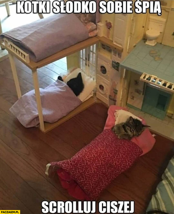 Kotki słodko sobie śpią w łóżeczkach scrolluj ciszej