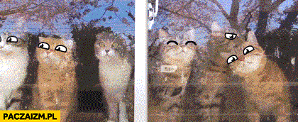 Kotki z dorysowanymi oczami animacja gif