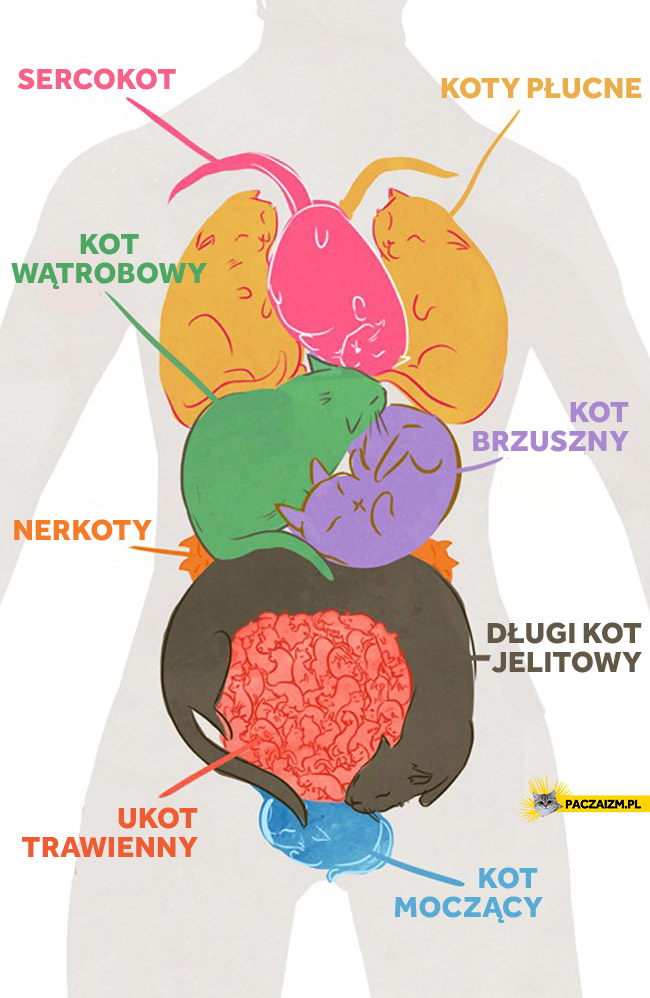 Koty jako organy wewnętrzne