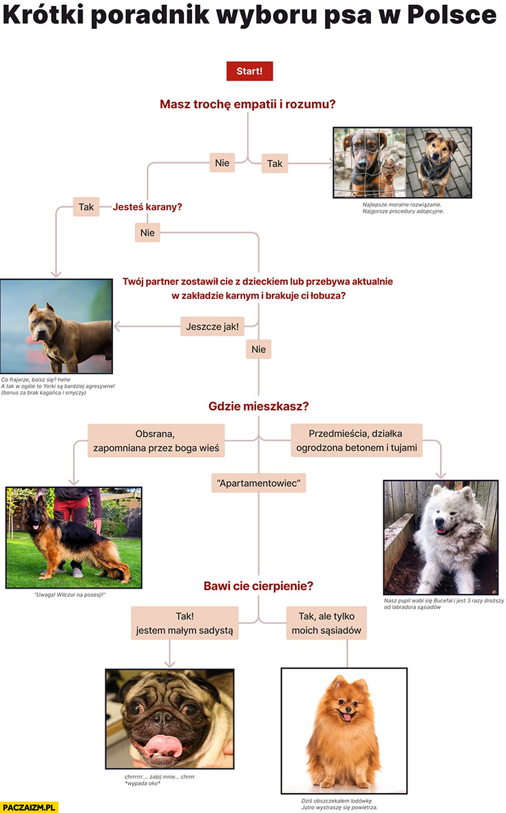 Krótki poradnik wyboru psa w Polsce drzewko decyzyjne