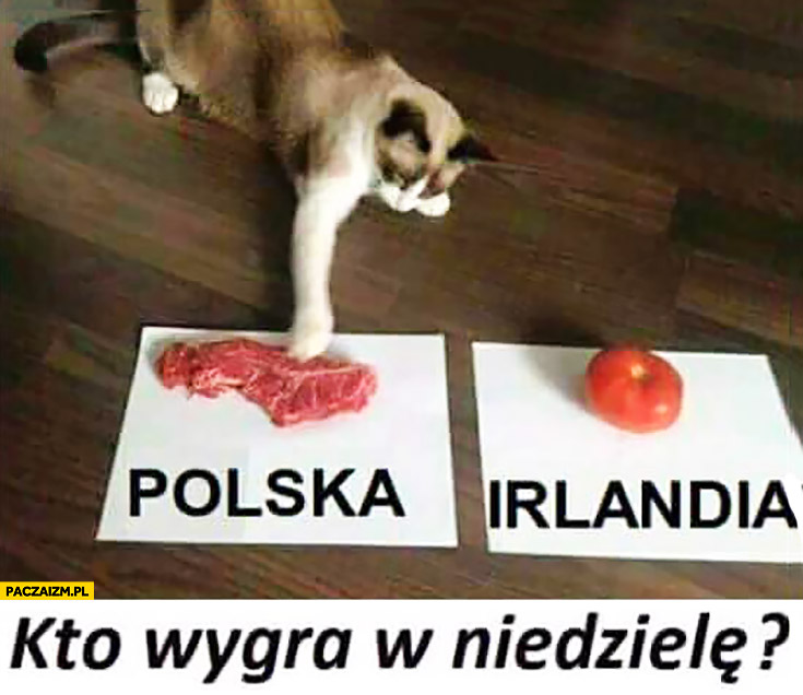 Kto wygra mecz w niedzielę? Polska Irlandia kot typuje szynka pomidor