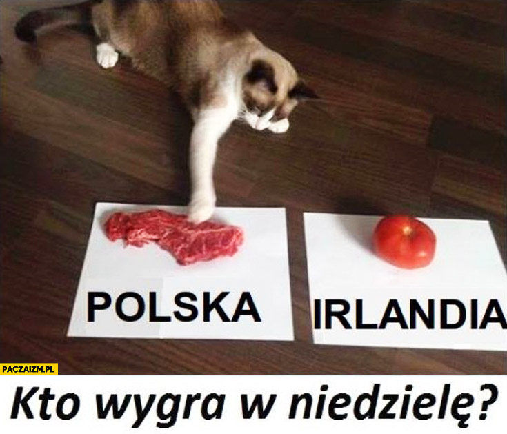 Kto wygra w niedzielę Polska-Irlandia kot wybiera decyduje mięso pomidor