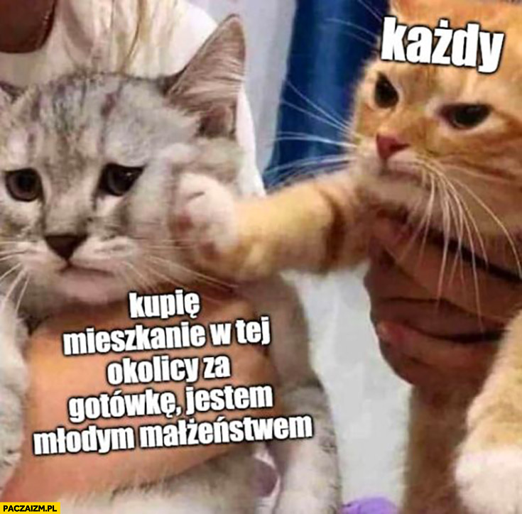 Kupię mieszkanie w tej okolicy za gotówkę jestem młodym małżeństwem vs każdy kot kotek