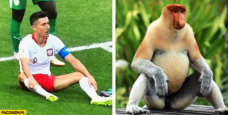 Lewandowski siedzi jak typowy Polak nosacz małpa