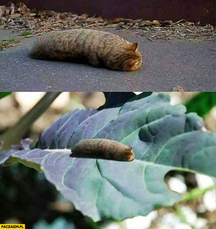 Leżący kot wygląda jak larwa